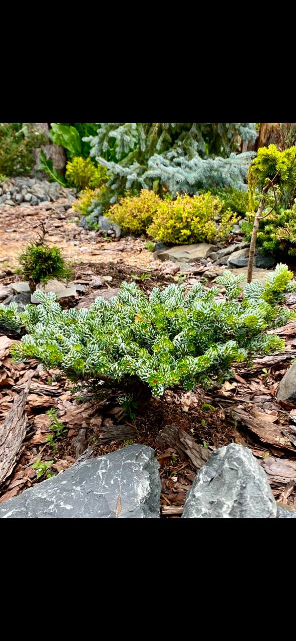 Abies koreana 'Kohout's Icebreaker'