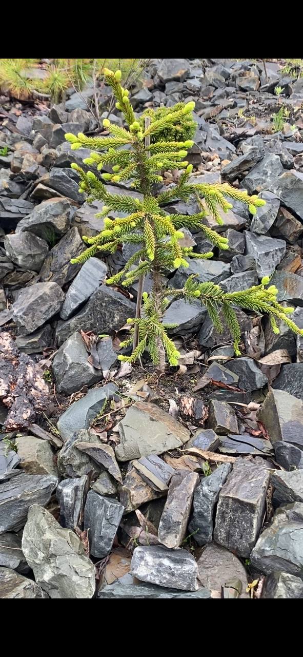Picea abies 'Sievi Weeping'