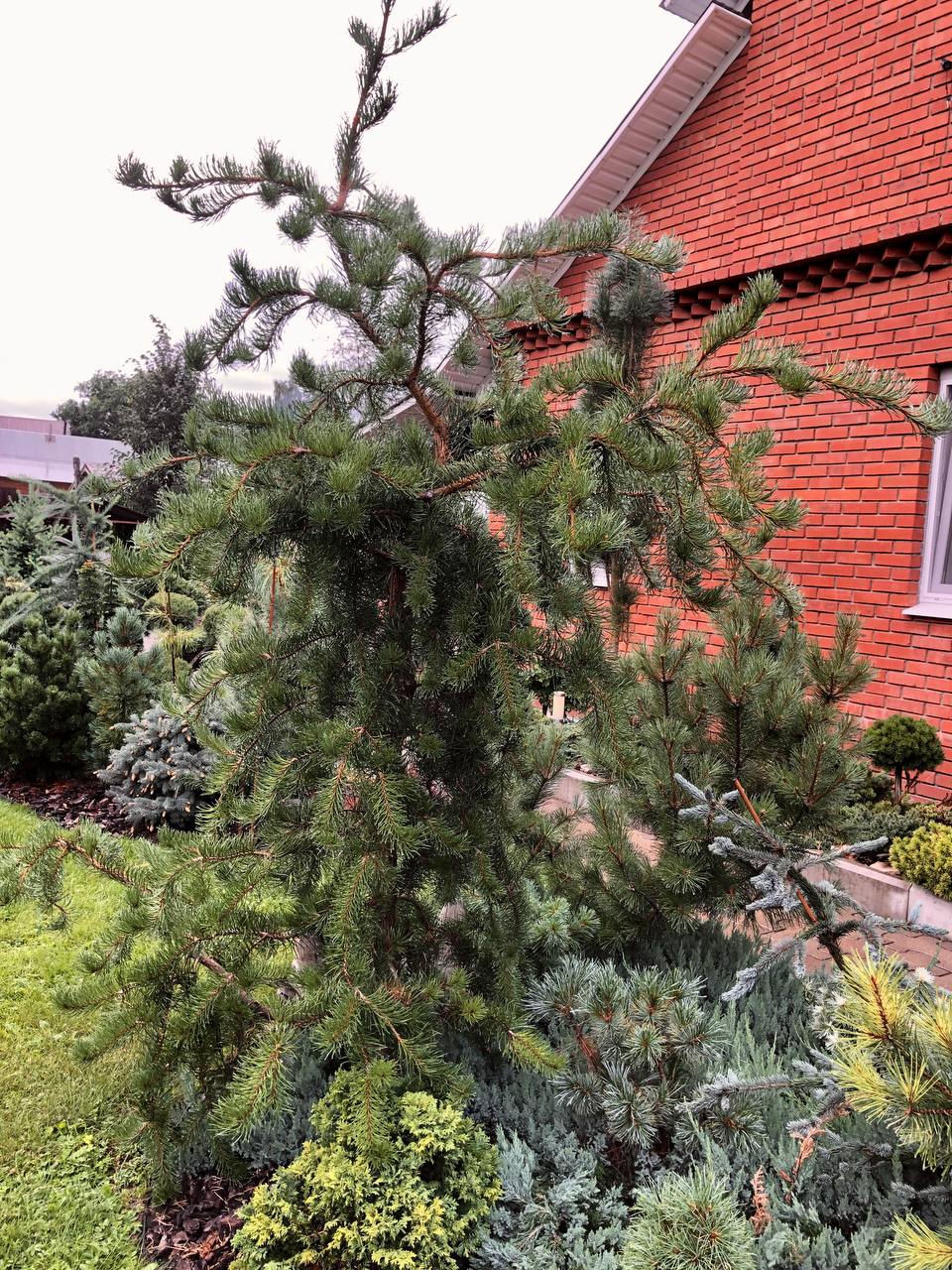 Pinus banksiana 'Pendula'