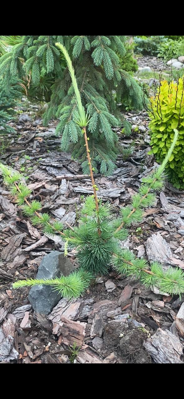 Larix kaempferi 'Mazanek'