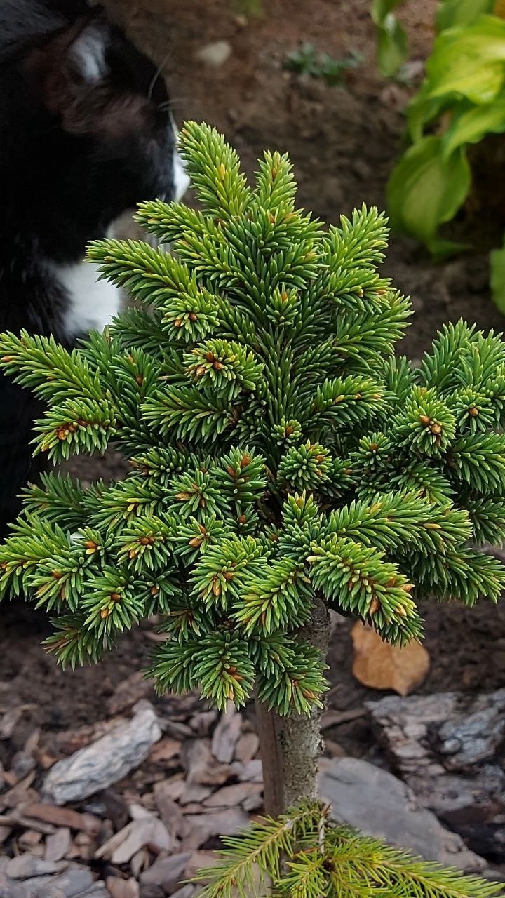 Picea abies 'Driada'.