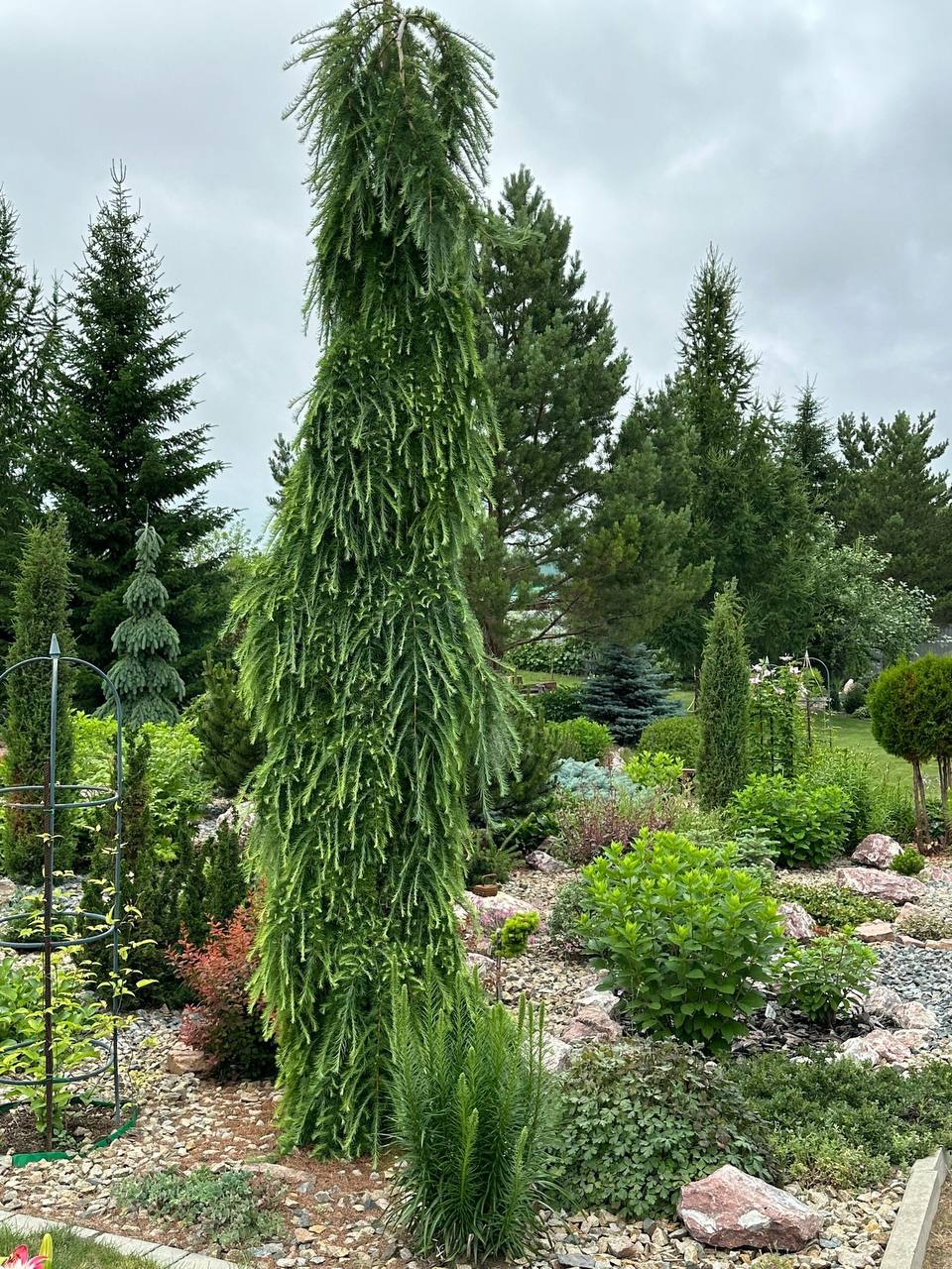 Larix gmelinii var rupprechtii ‘Nesmeyana’