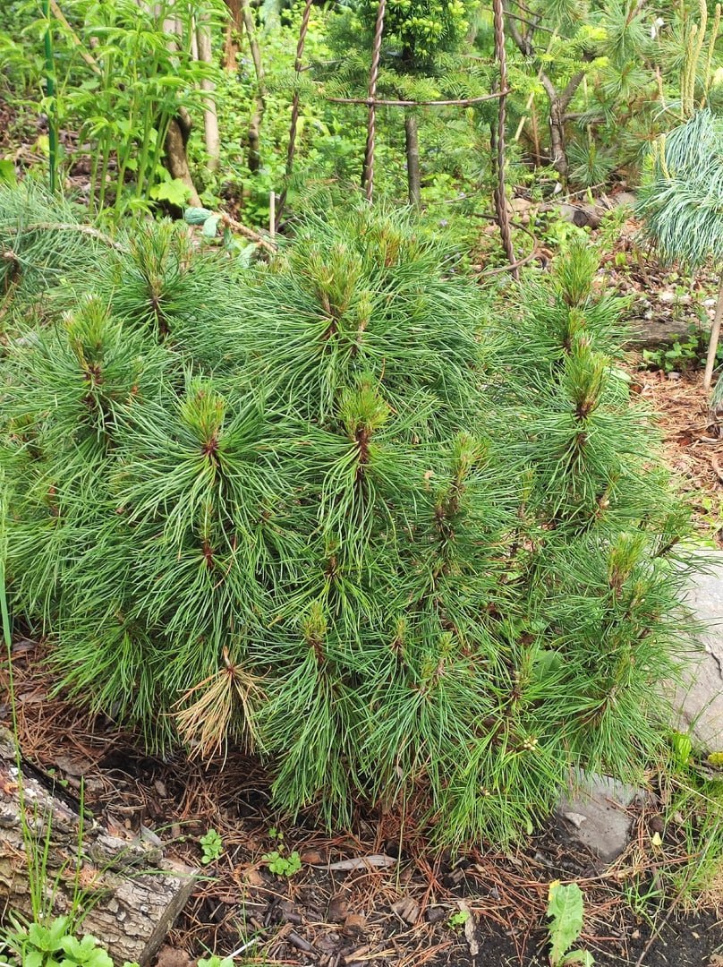 Pinus mugo ‘Varella’