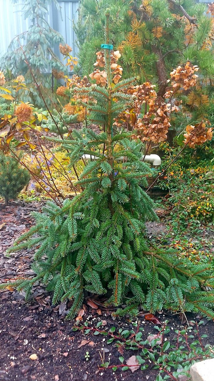 Picea koyamai 'Bedgebury Cascade'