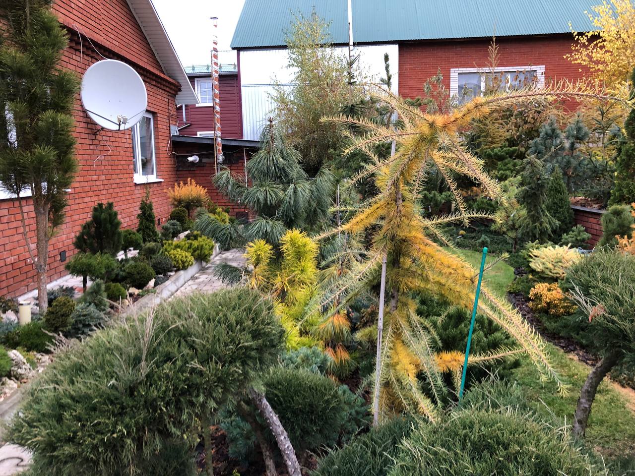 Larix kaempferi 'Mazanek'