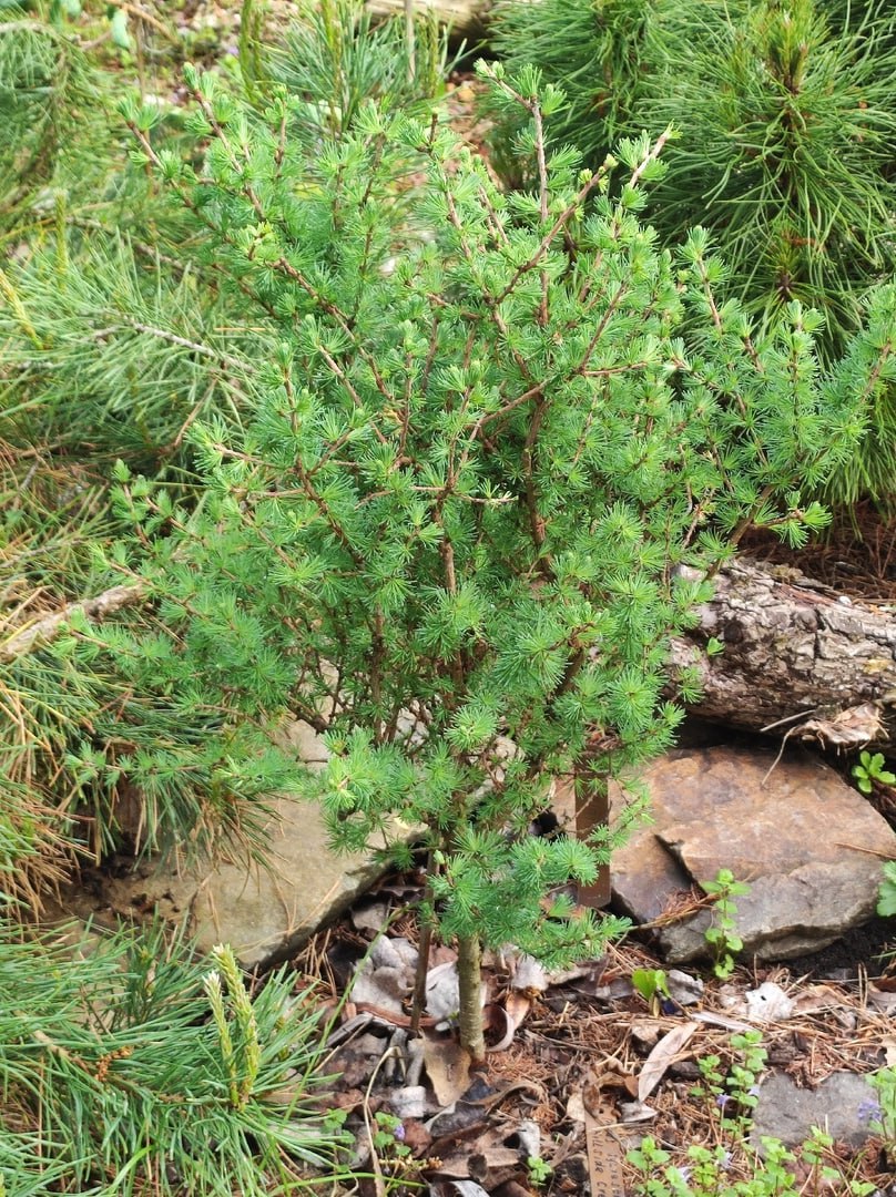 Larix laricina ‘Blue Sparkle’