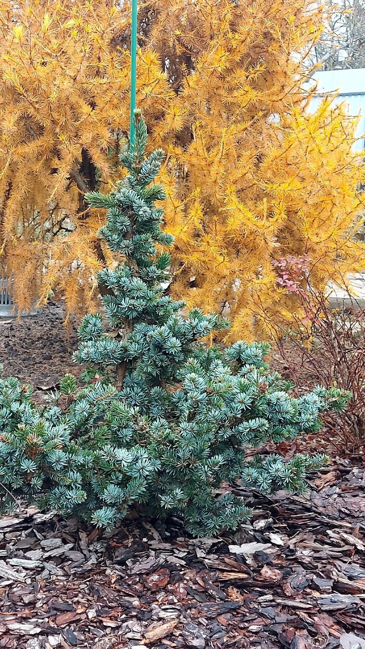 Picea omorika 'De Ruyter'