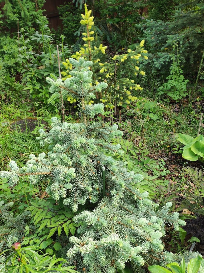 Picea pungens ‘Furst Bismarck’