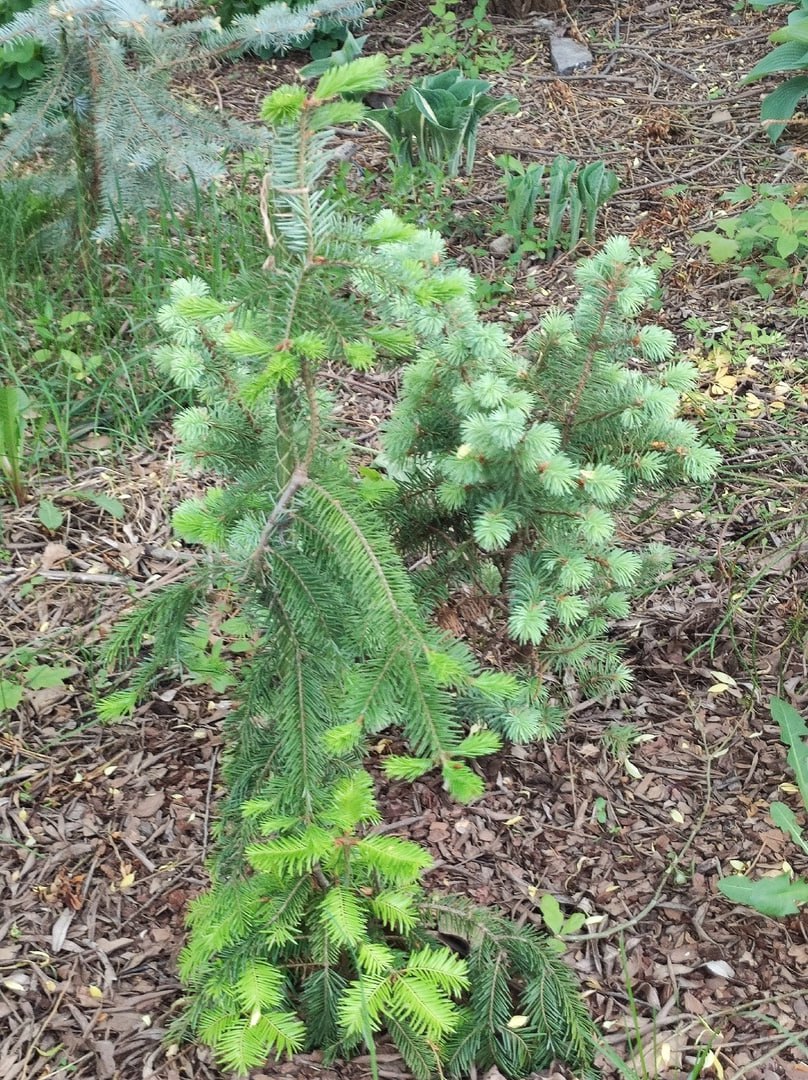Abies balsamea ‘Larry's  Weeping’