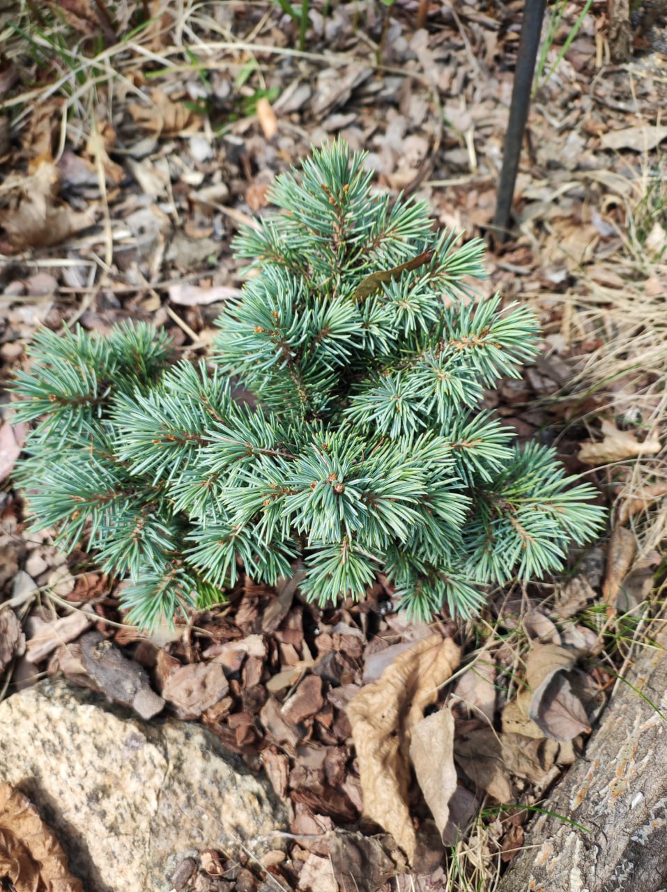 Picea engelmannii ' Hobo '