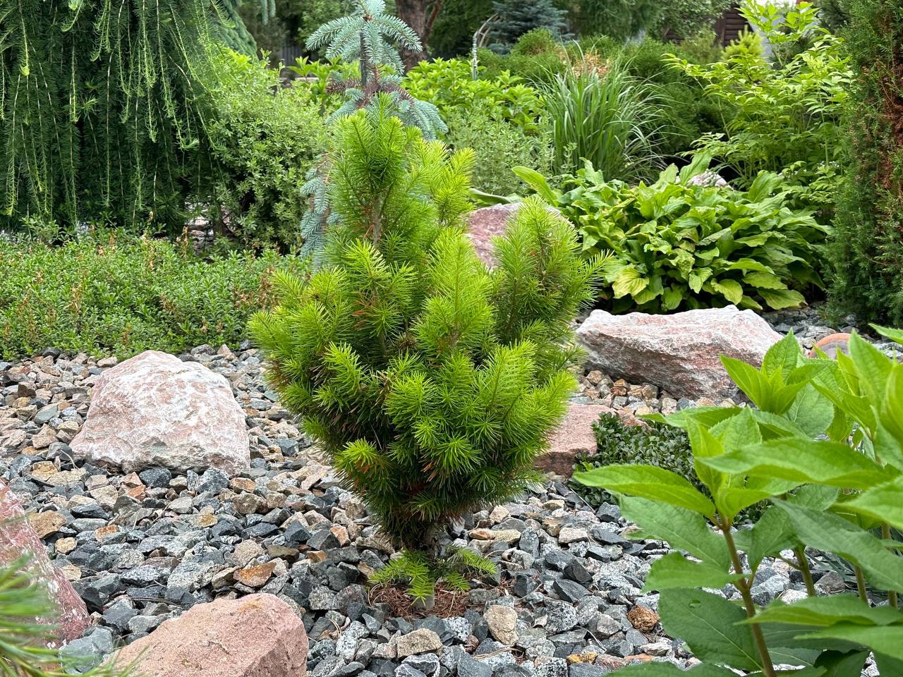 Abies sibirica ‘Lukasz’