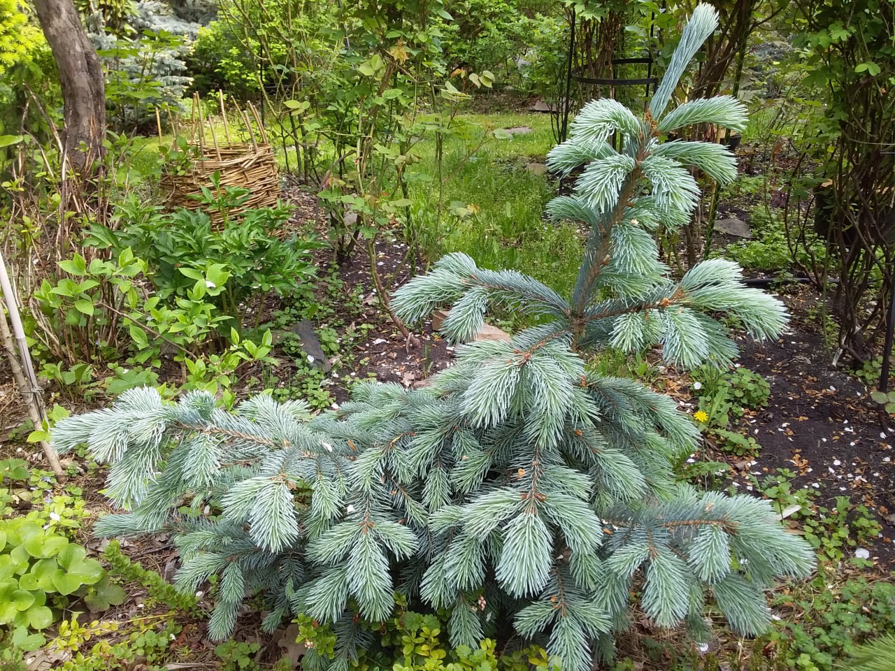 Picea engelmannii 'Blue Harbor'