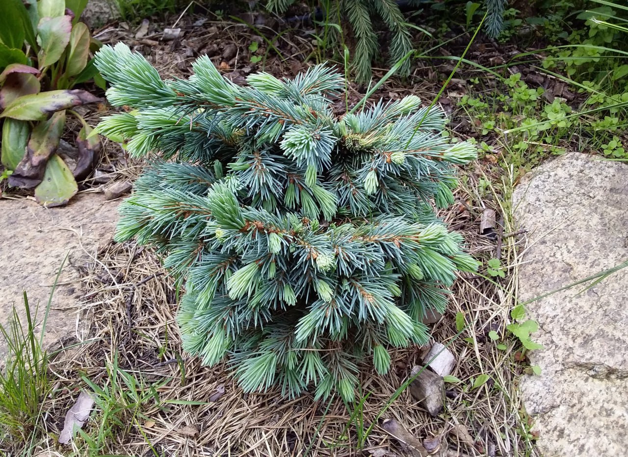 Picea engelmannii 'Cineiga'