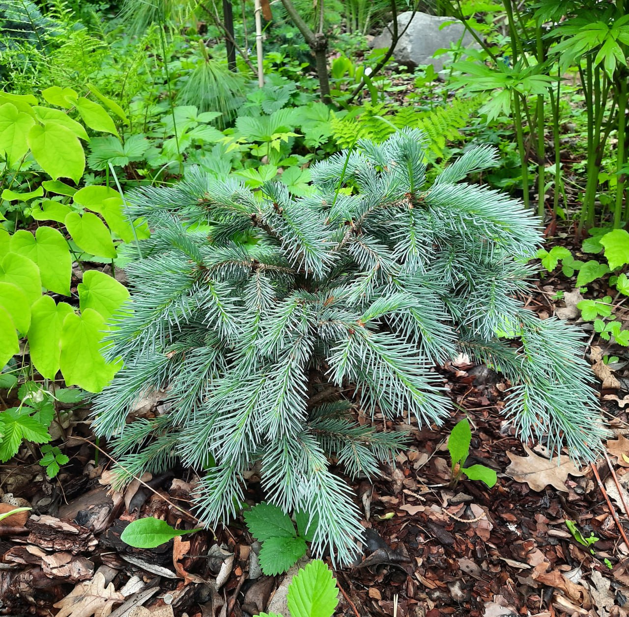 Picea engelmannii 'Compacta'