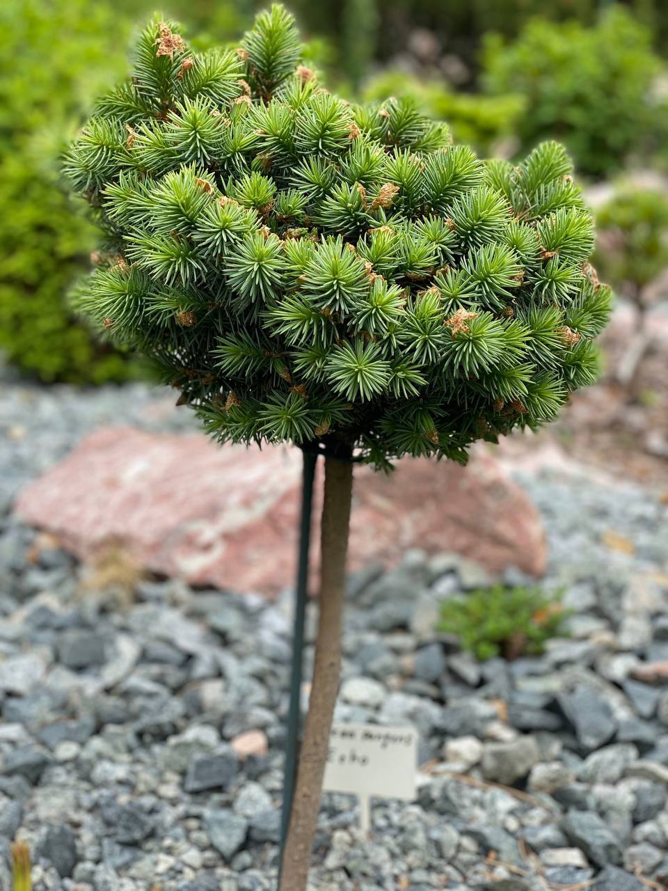 Picea pungens 'Echo'