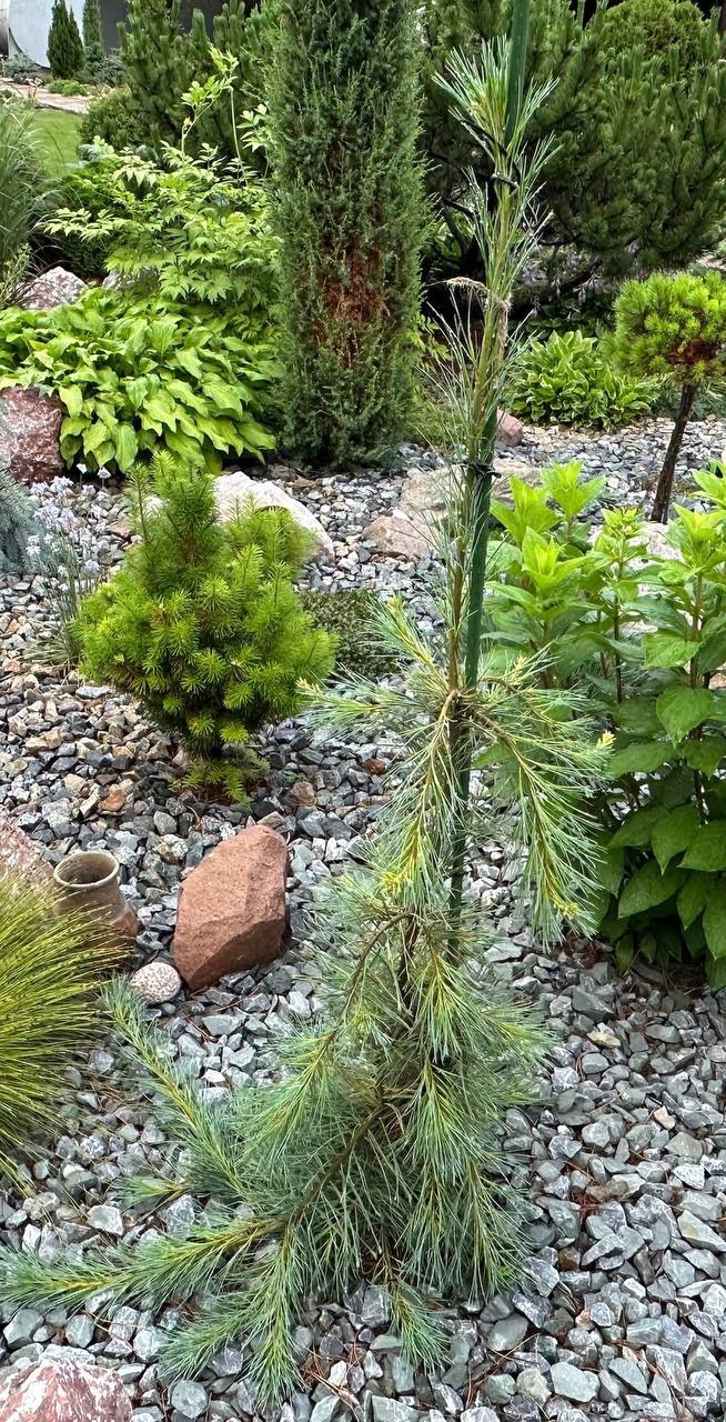 Pinus strobus ‘Blue Patticoats’