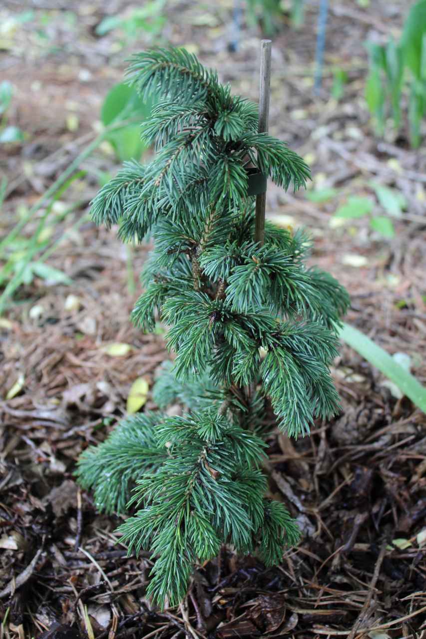 Picea engelmannii 'Glauca Hesse'