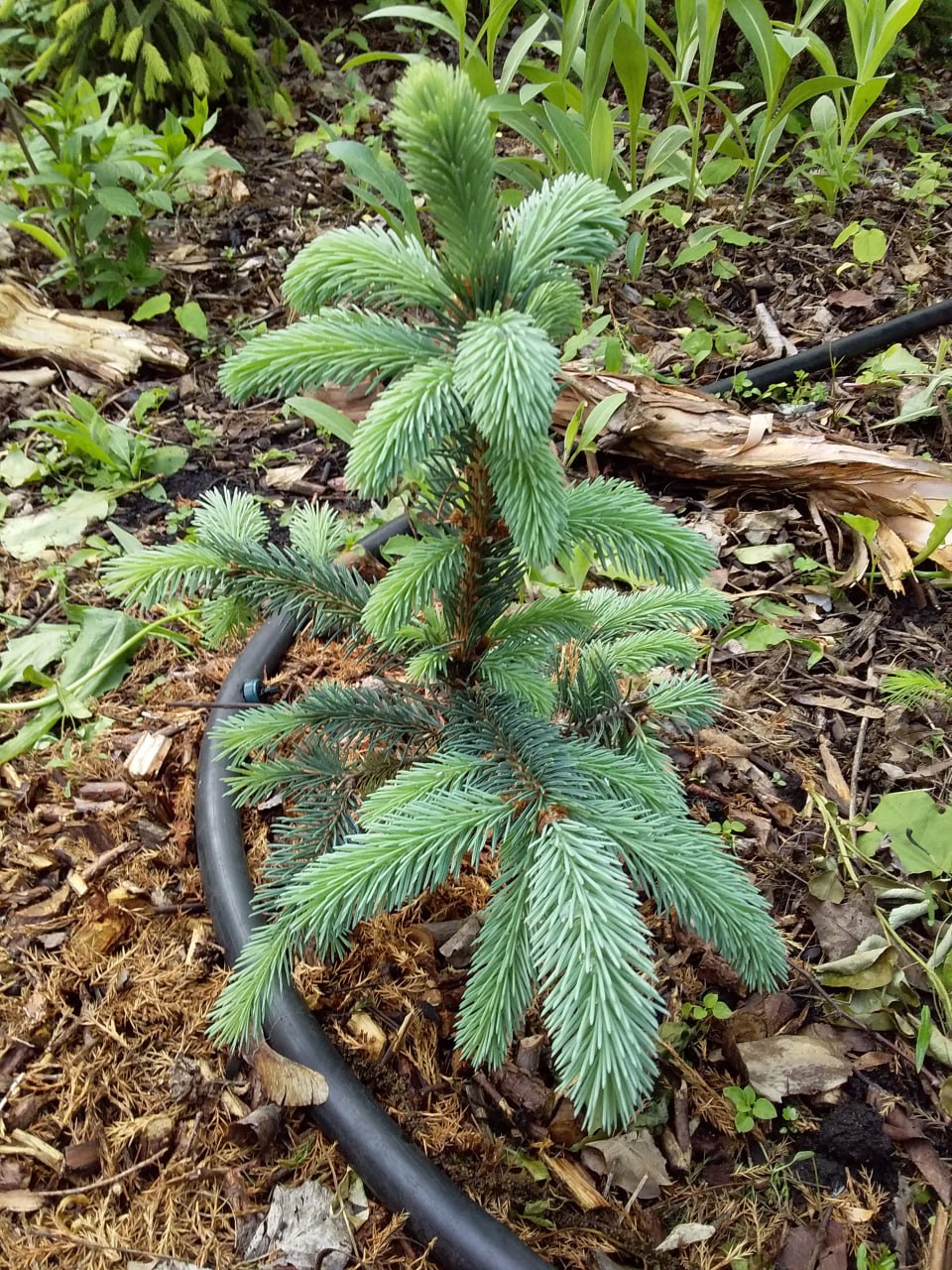 Picea engelmannii 'Nefertiti '