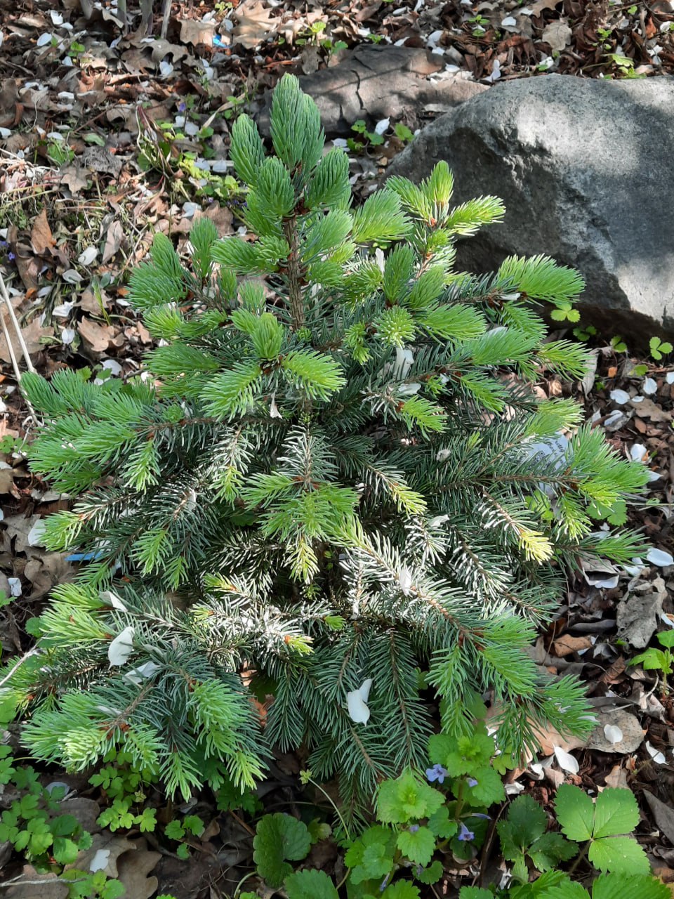 Picea engelmannii 'Stanley Mountain'