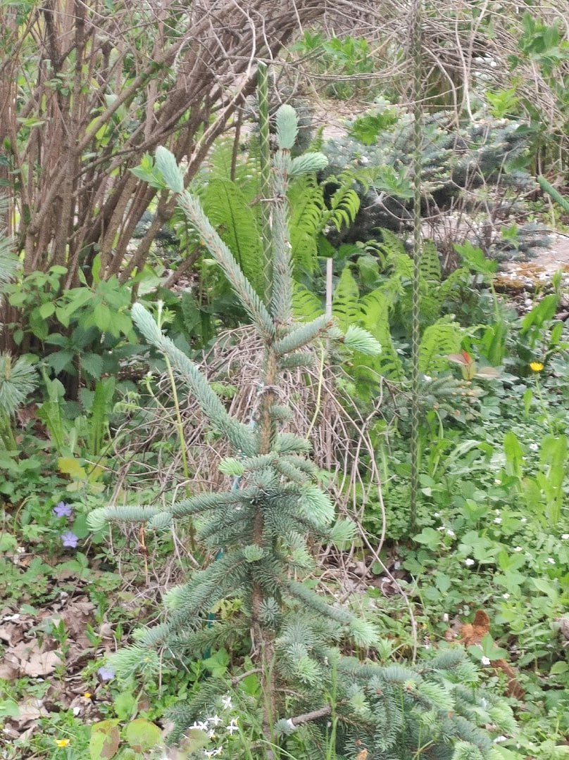 Picea engelmannii 'Vandervolf's Blue '