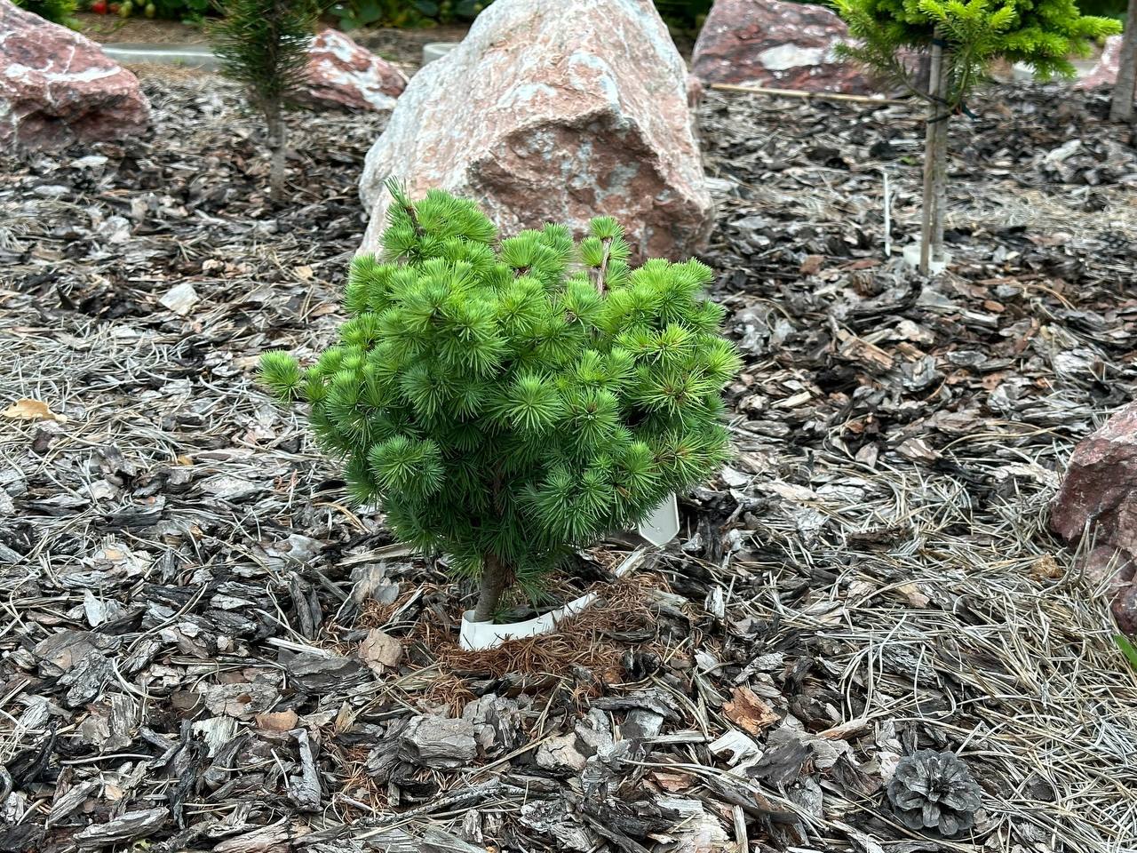 Larix marschlinsii (x) Heidehof