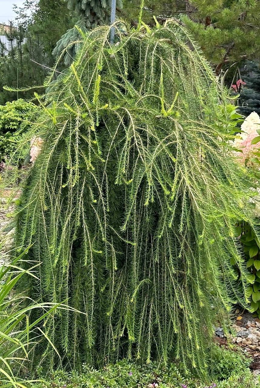 Larix decidua ‘Repens’