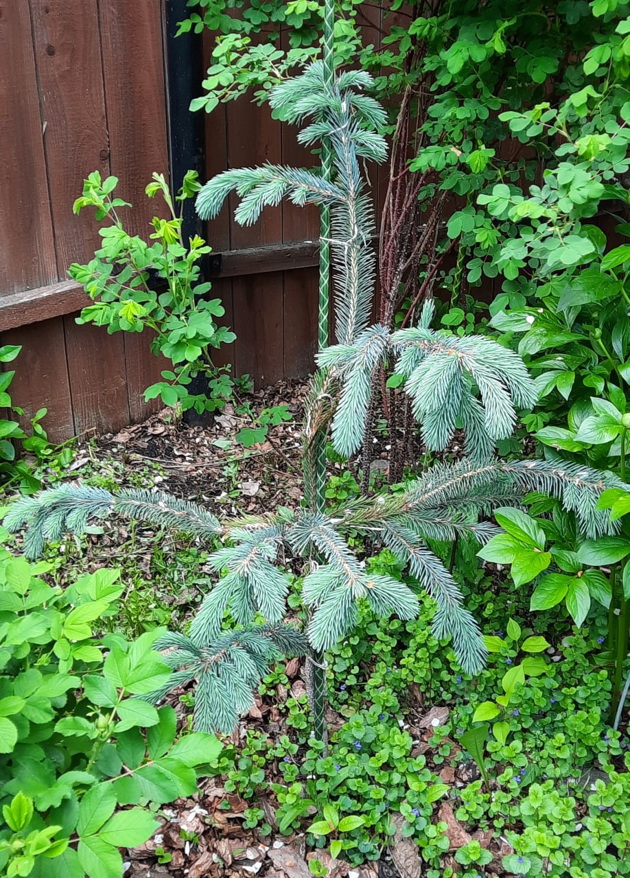 Picea engelmannii 'Virgata'