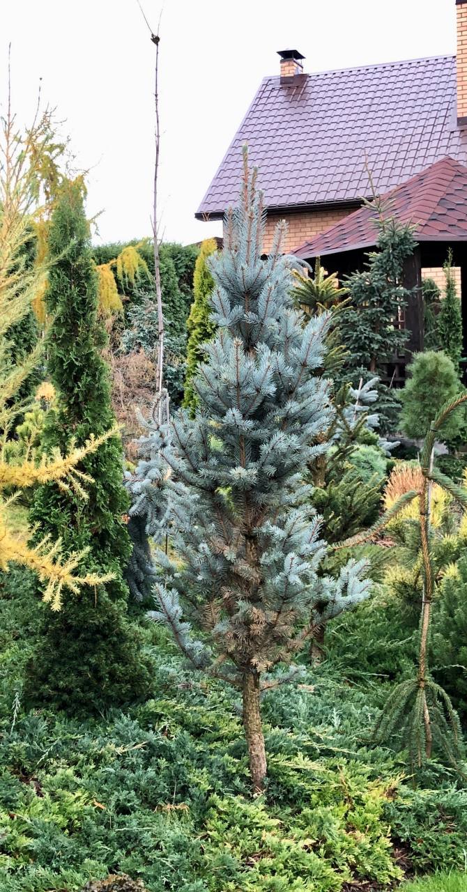 Picea pungens ‘Iseli Fastigiata’