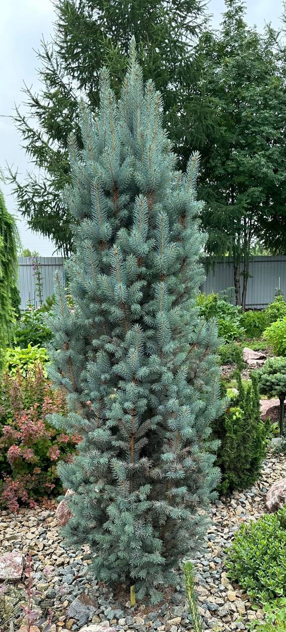 Picea pungens ‘Blue Totem’