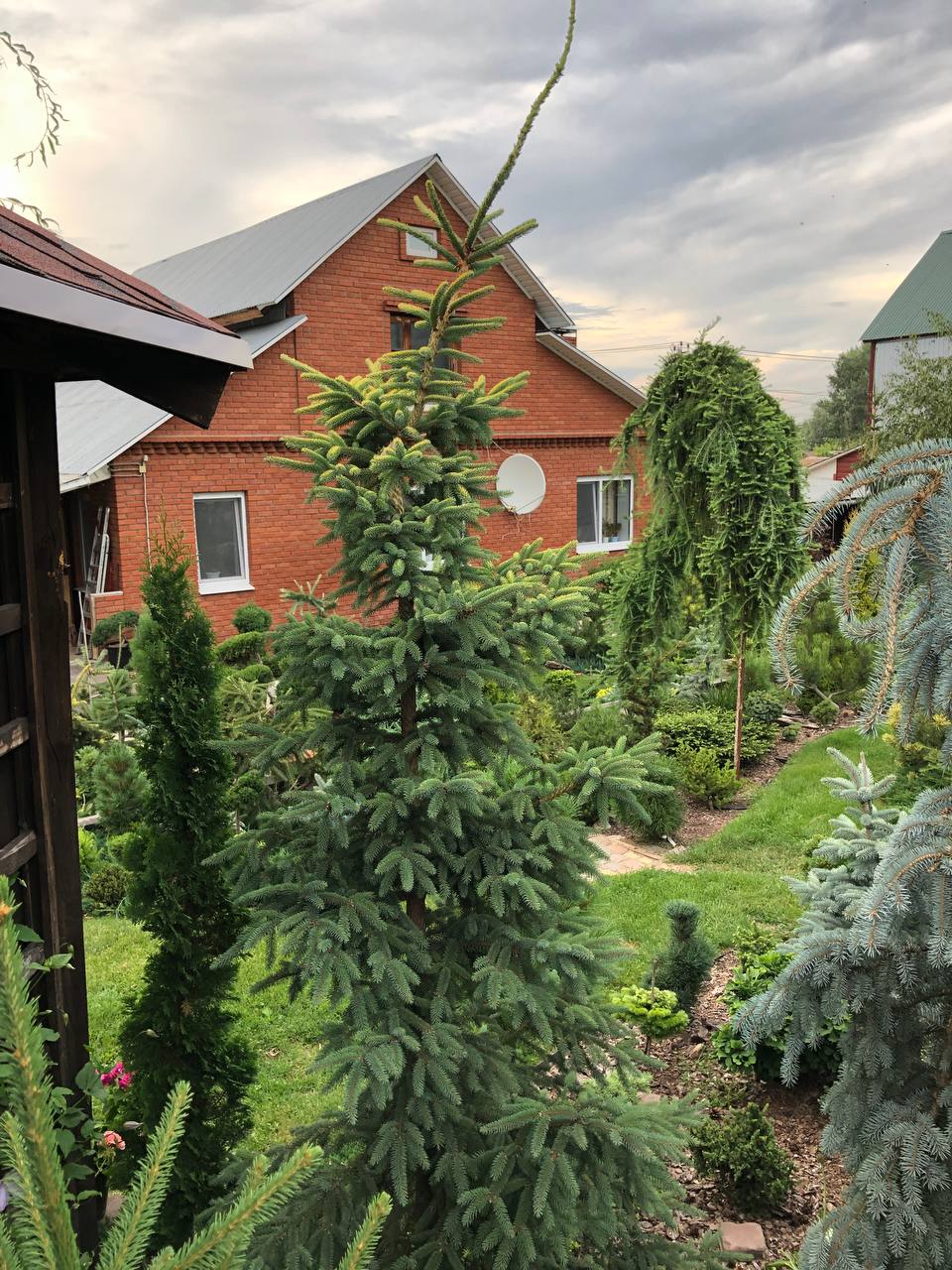 Picea mariana ‘Aurea’