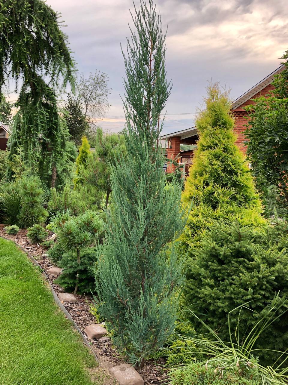 Juniperus scopulorum 'Blue Arrow'