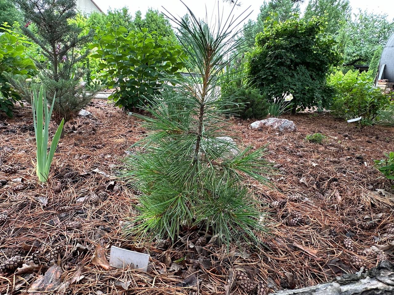 Pinus sibirica ‘Oligarh’