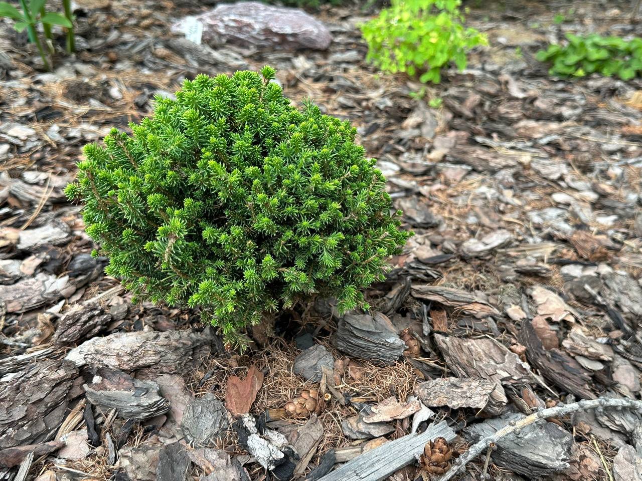 Picea abies ‘Hiiumaa’