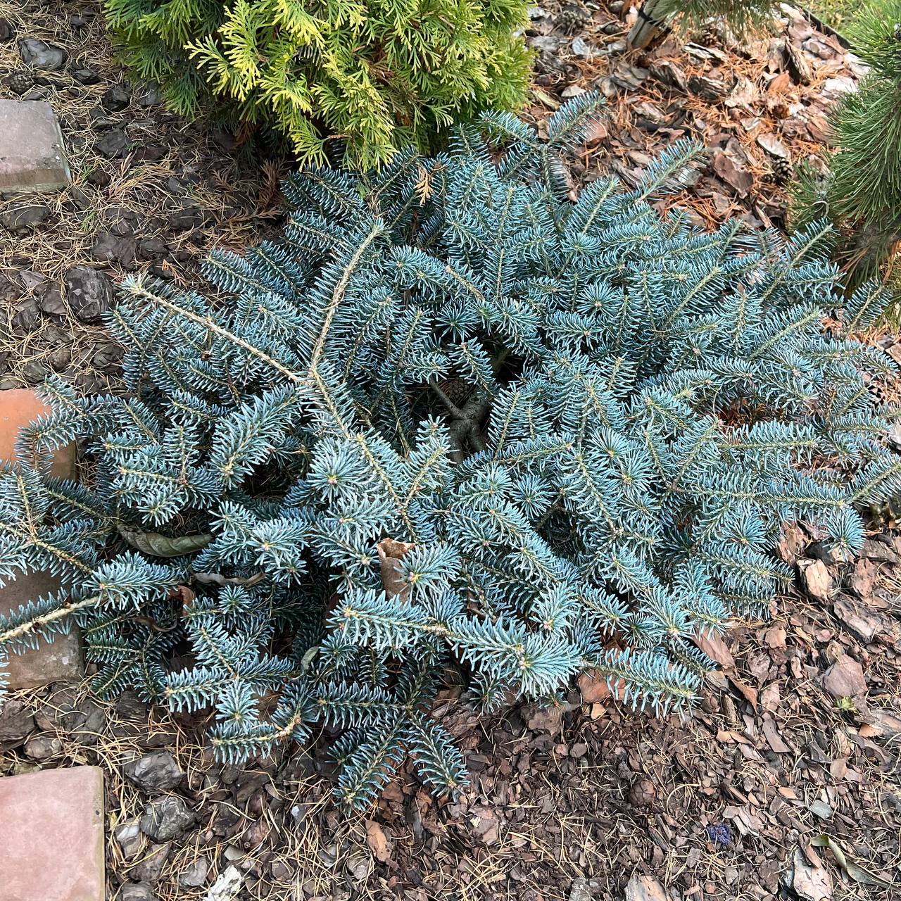 Abies koreana ‘Blue Magic’