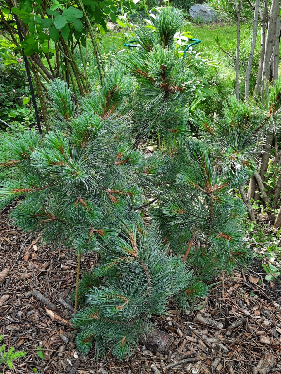 Pinus koraiensis x pinus pumila 'Winton'