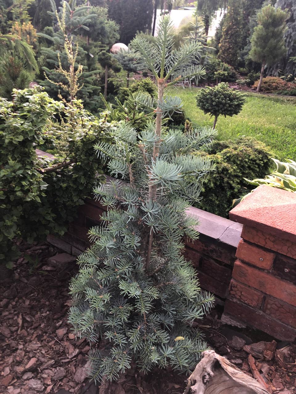 Abies concolor ‘Compacta’