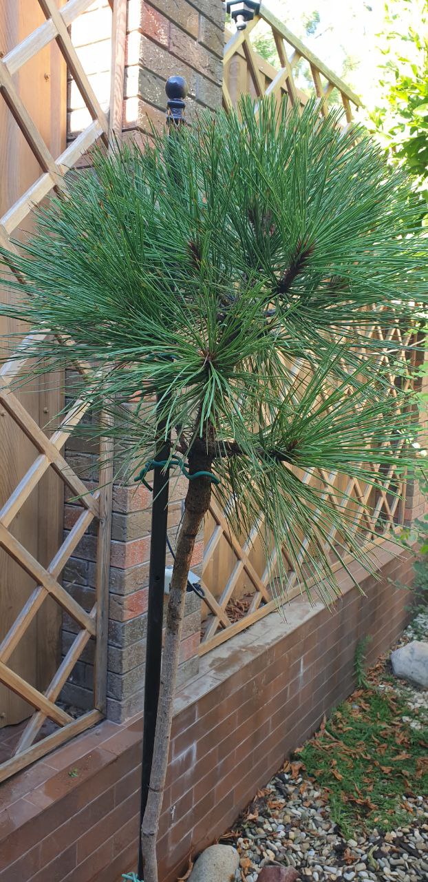 Pinus jeffreyi 'Joppi'