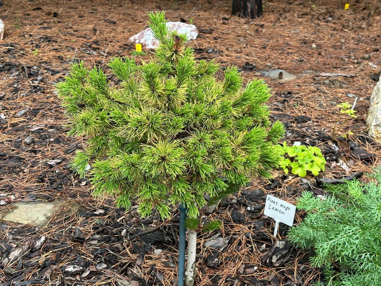 Pinus mugo ‘Lemon’