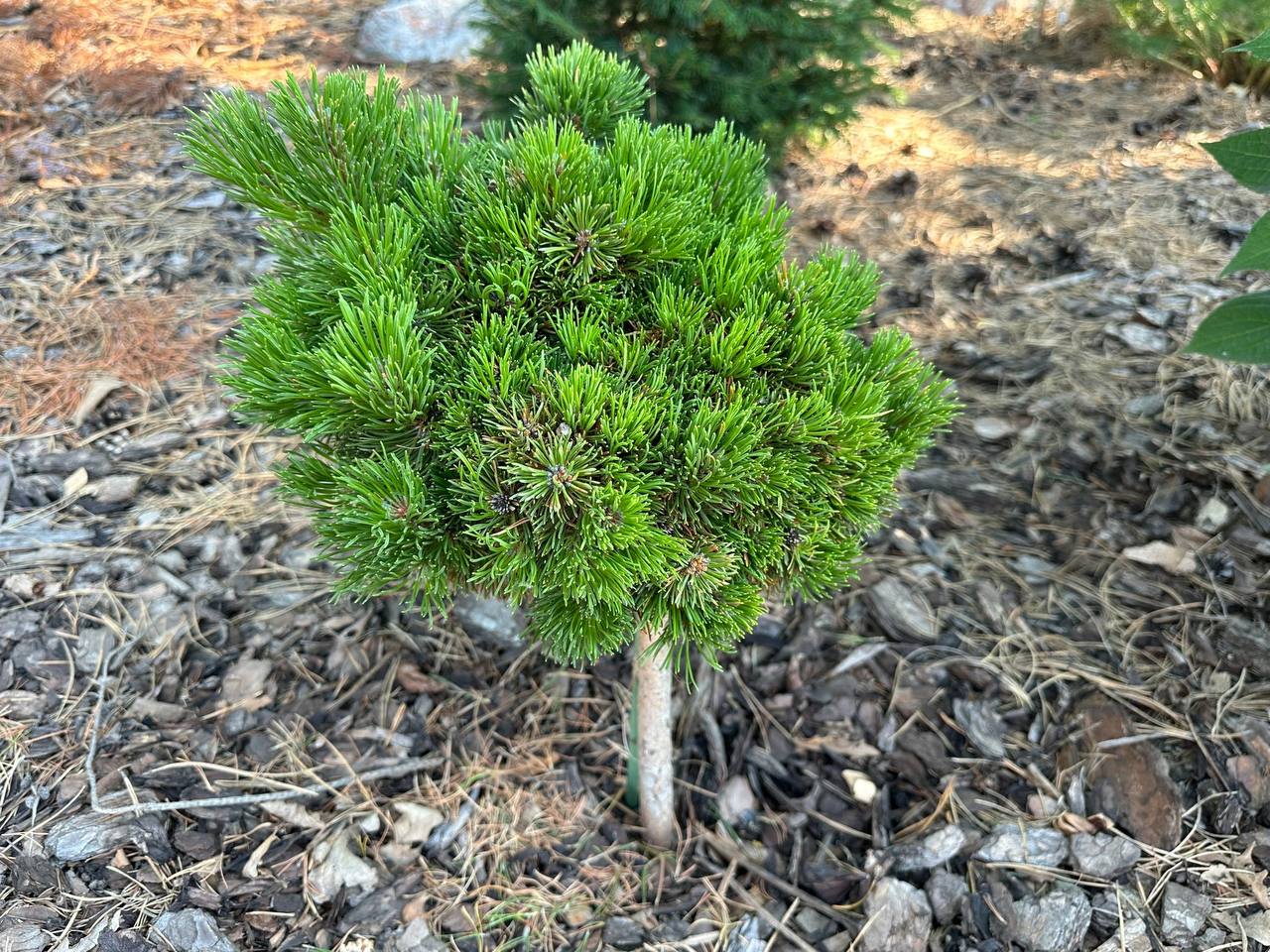 Pinus mugo ‘Picobello’