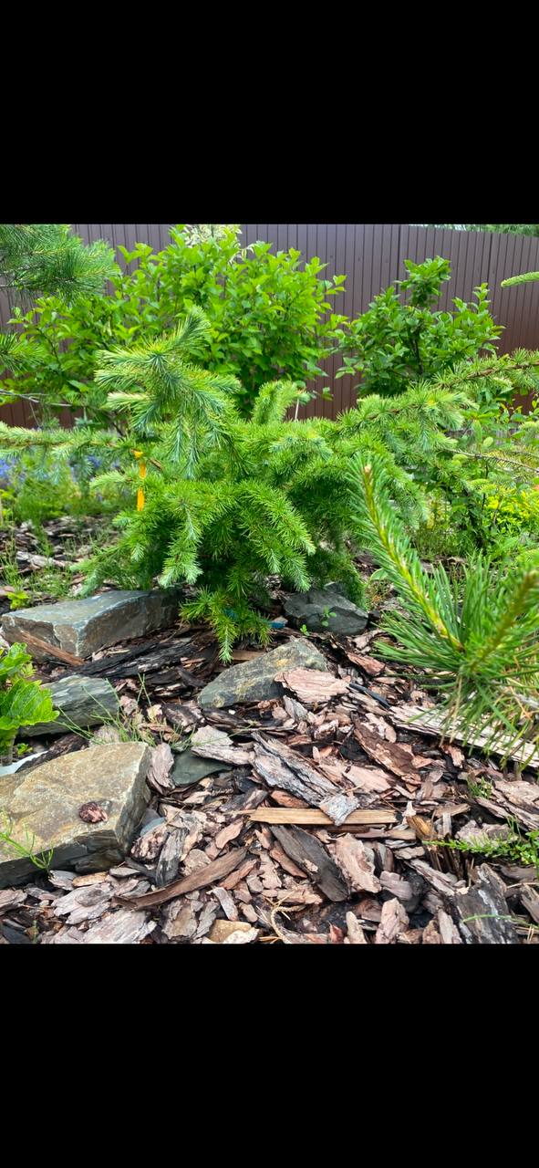 Larix kaempferi ‘Hemeloor’