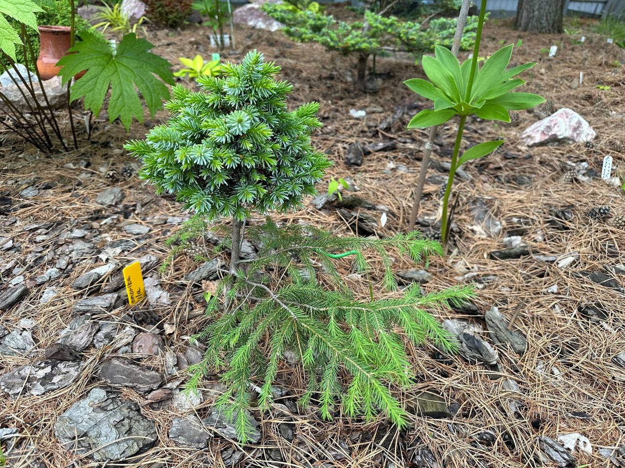 Picea omorika ‘Mustila’