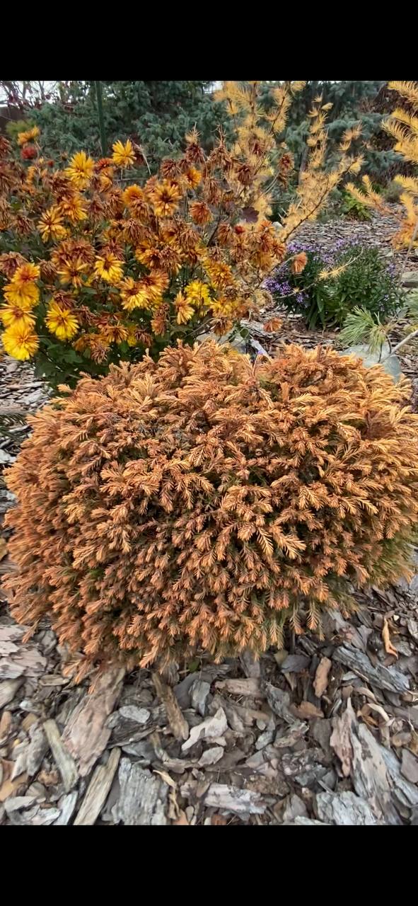 Thuja occidentalis 'Golden Tuffet'