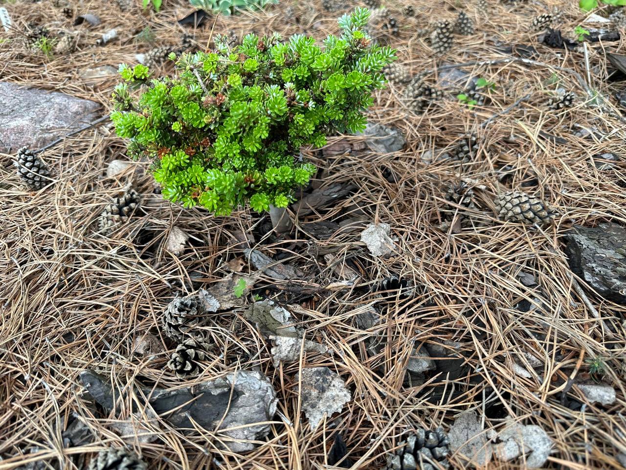 Abies koreana ‘Kristall Kugel’