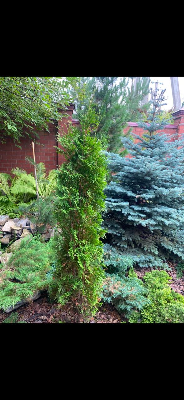 Thuja occidentalis 'Malonyana'