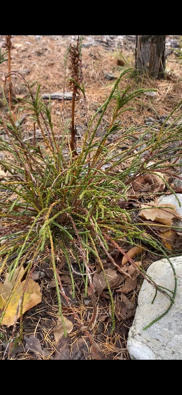 Thuja plicata Whipcord