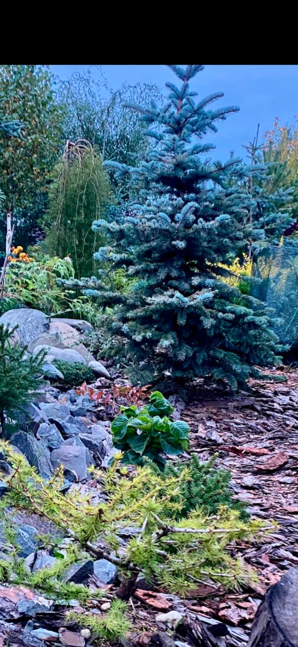 Picea pungens 'Bialobok'