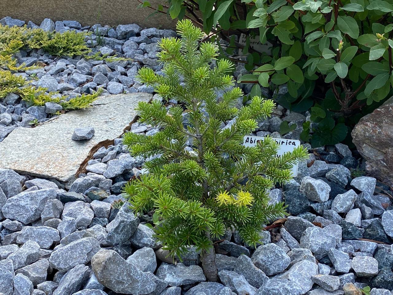 Abies sibirica ‘Irena My WB’