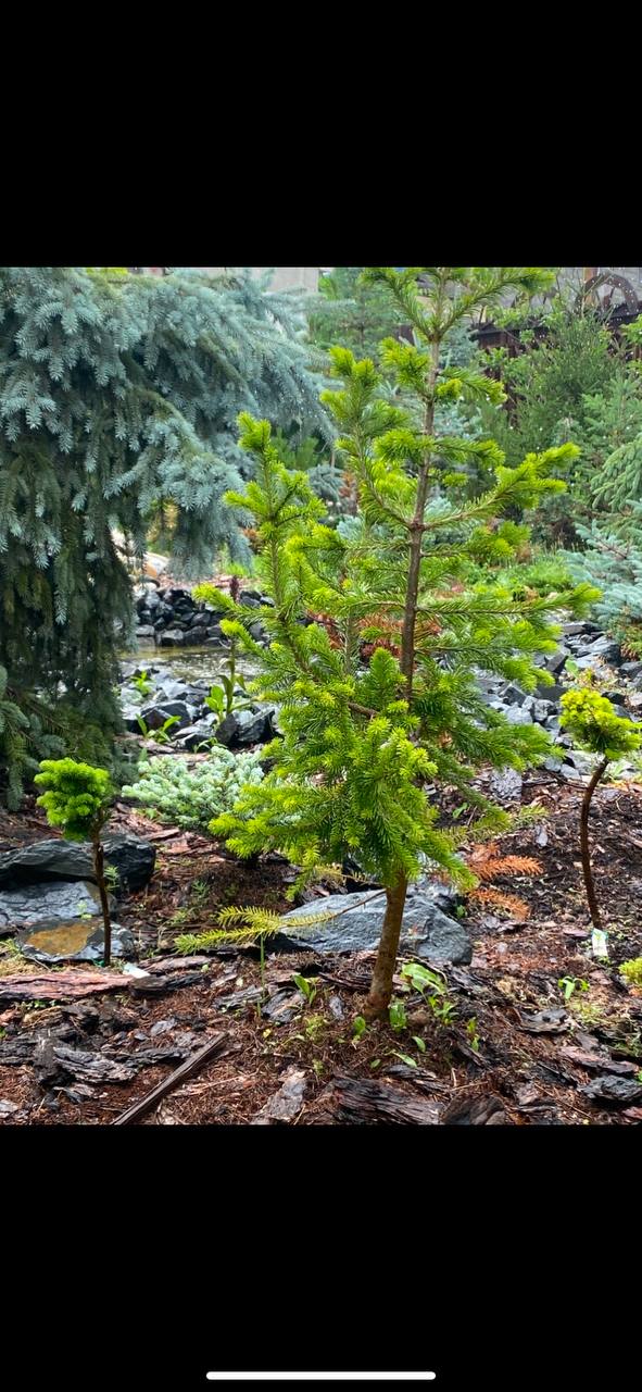 Abies sibirica 'Irena'