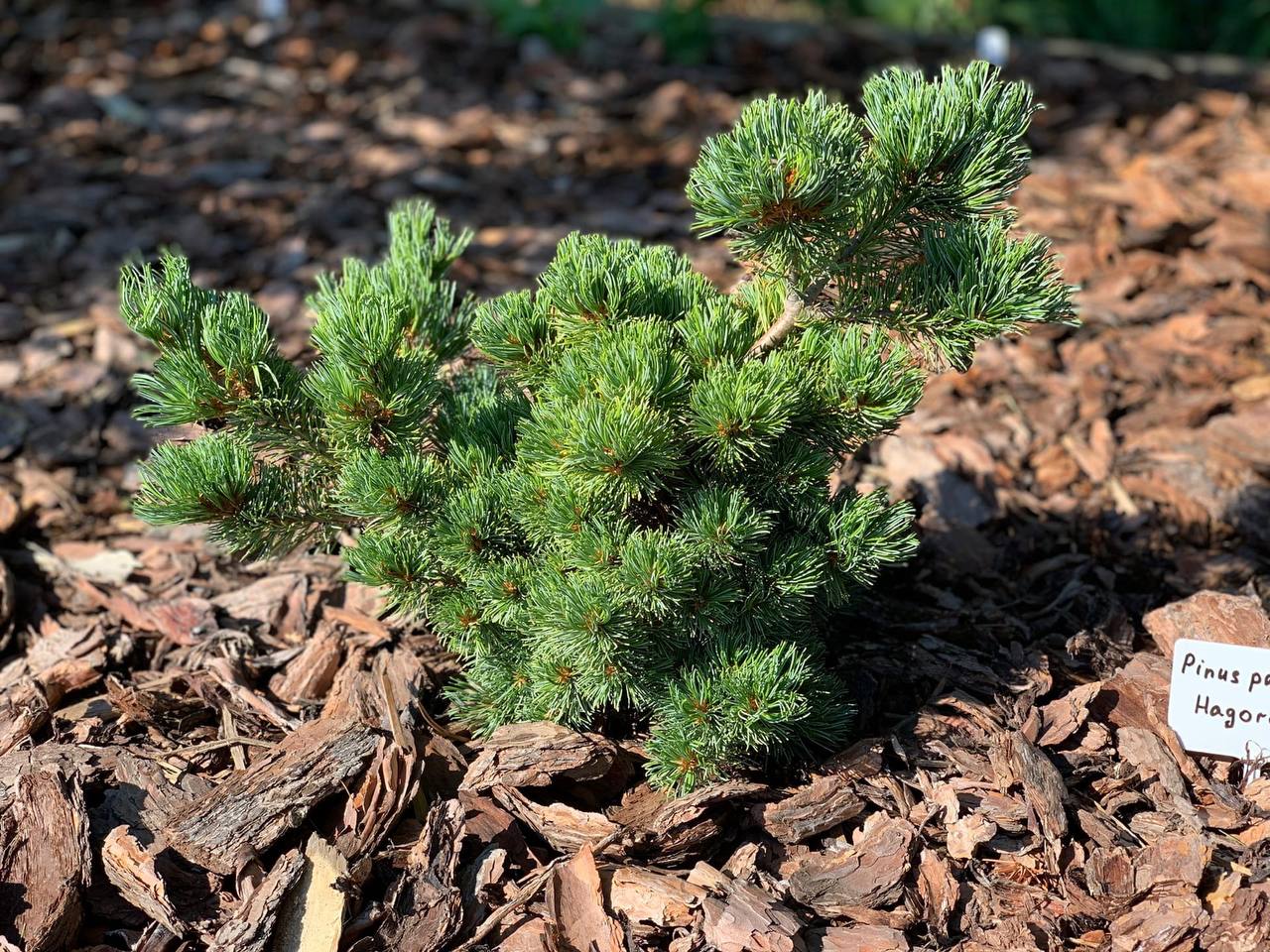 Pinus parviflora 'Hagoromo'
