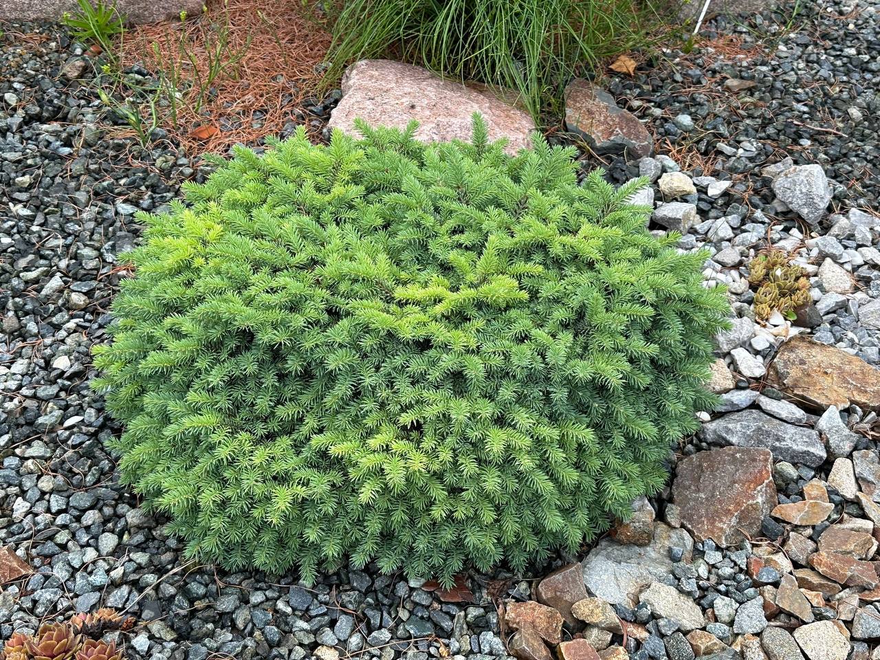 Picea pungens ‘Kosno’